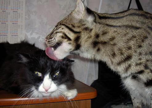 leyu乐鱼体育综合-三年转身精度统计：中选手误差率下降30%