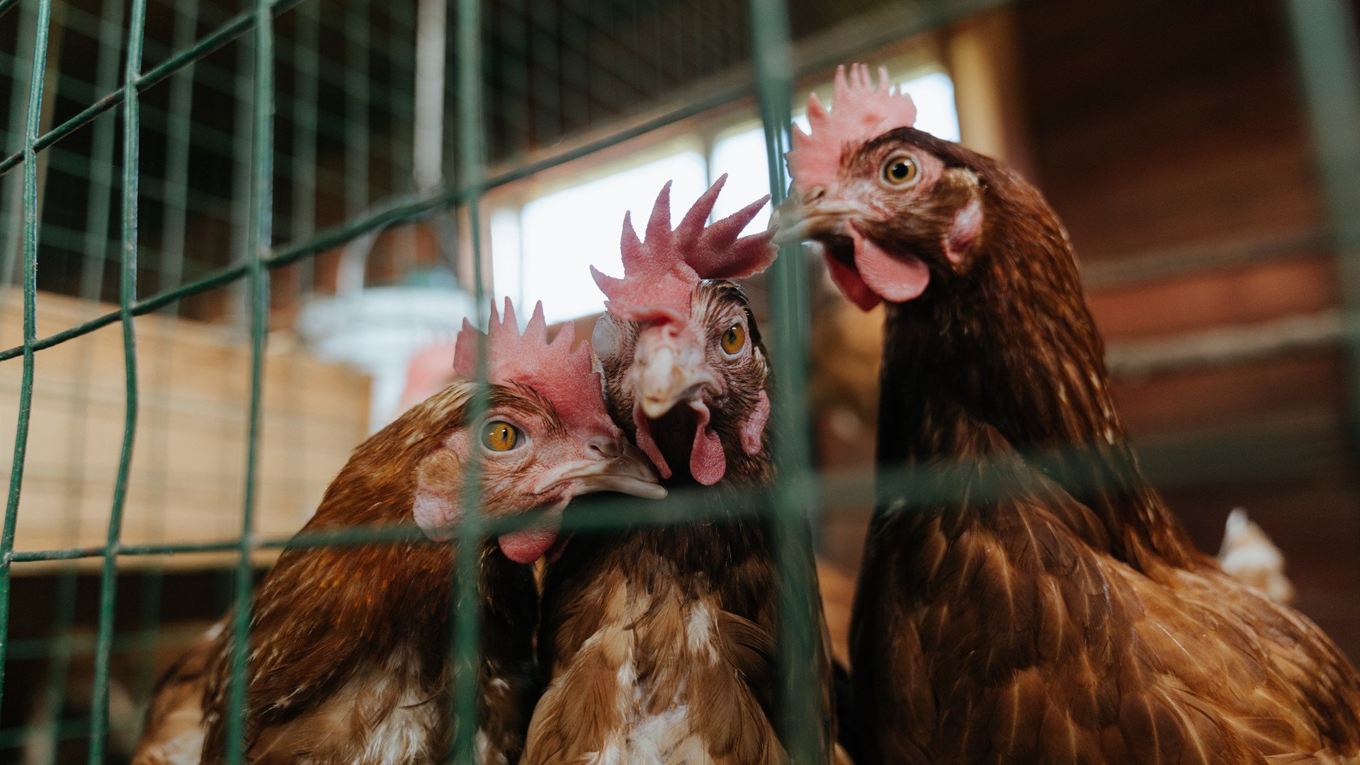 乐鱼体育App下载-中国女篮通过模拟实战增强临场反应力，中国女篮真棒