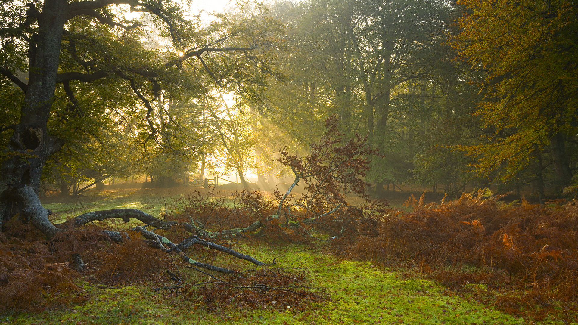 体育新闻中心启动体育数字人才培养专项计划,体育数字化改革方案