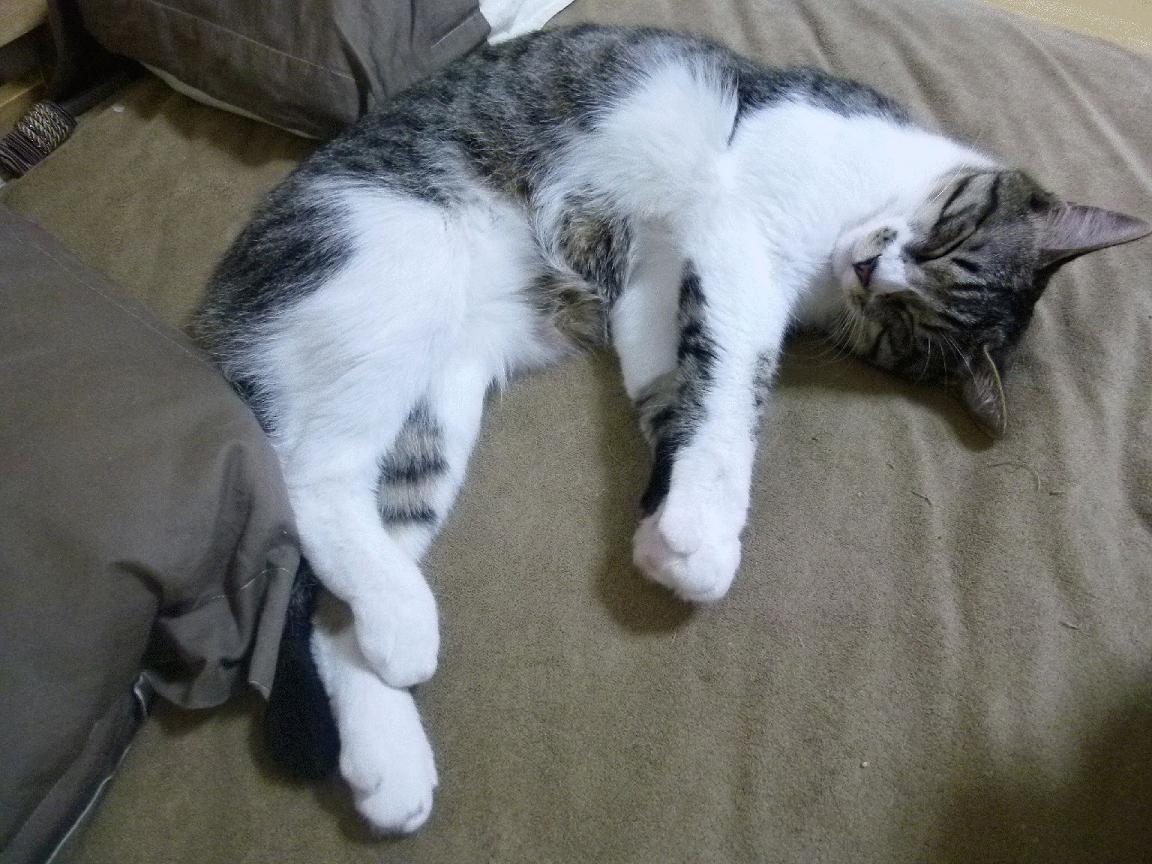 美澳蝶泳收官冲刺惊艳全场,超美的蝶泳