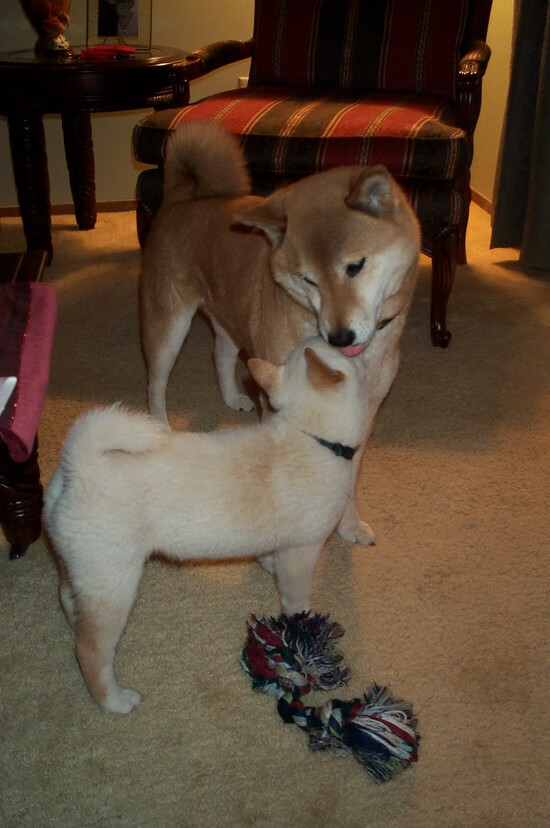 乐鱼vip-“华金·托比利亚的攻防平衡，帮助阿根廷美洲狮队提升整体战术”