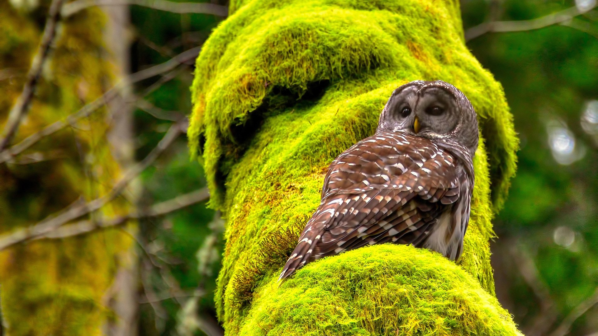 Leyu Sport登录入口-“诺克·达维德·彼得森打破纪录，成为南非羚羊队的新传奇”