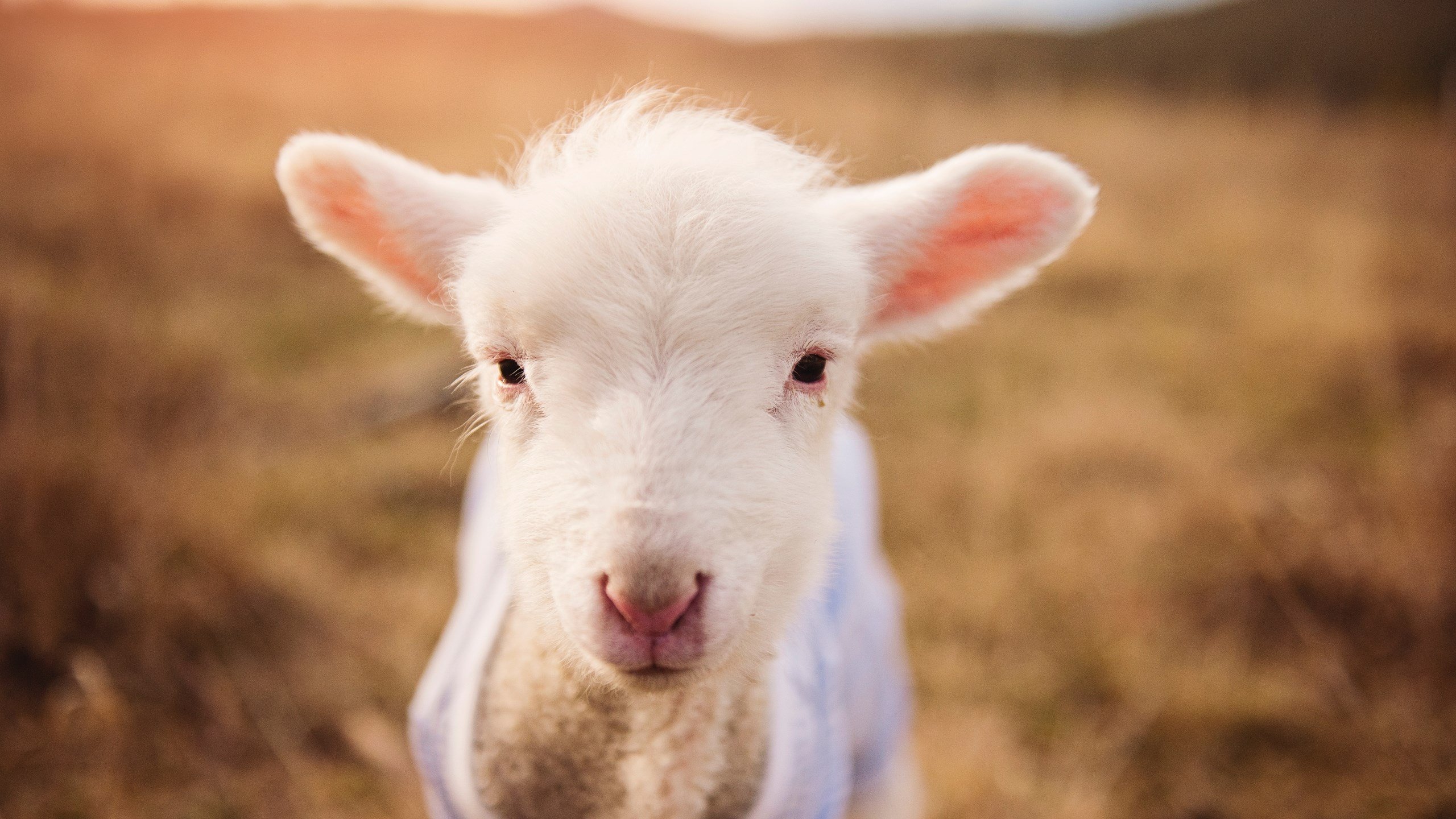 “马科斯·梅特罗的进攻火力和防守稳健,成就美洲狮队的全能之星”