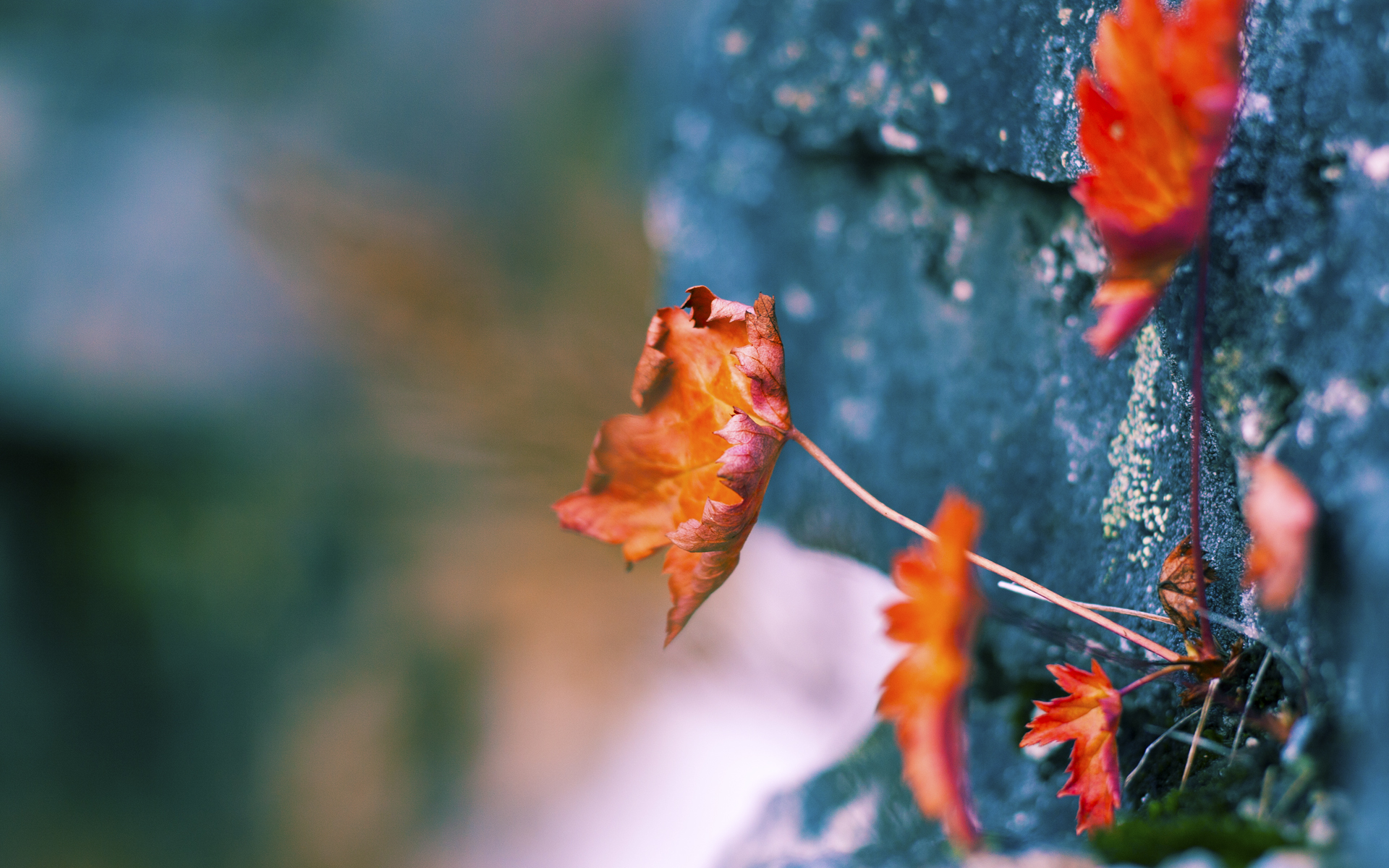 下载乐鱼体育APP-主场优势再显著，数据揭示胜率背后原因，主场胜率100%