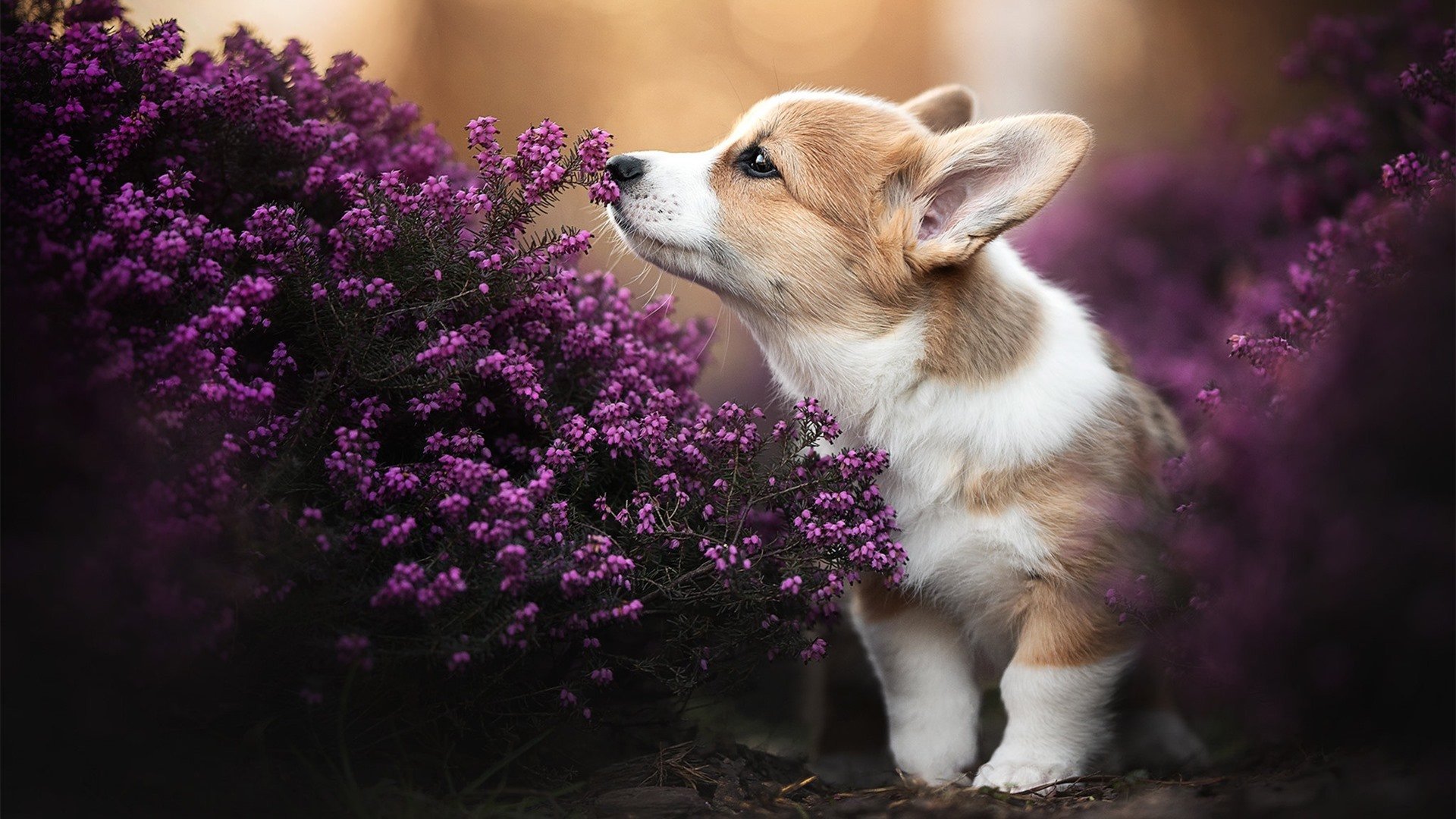 APP下载 LY Sports-乌拉圭队士气高昂，期待国际赛场再创新高