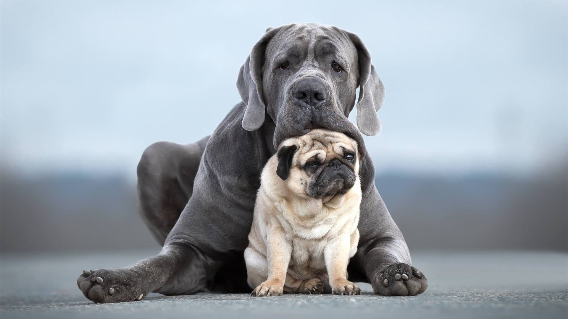 安哥拉女篮在非洲锦标赛中继续夺冠,体育事业持续加强,非洲安哥拉是哪个国家