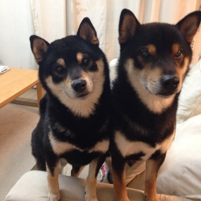 拉文数据爆表公牛东部前四稳固,公牛东部第一