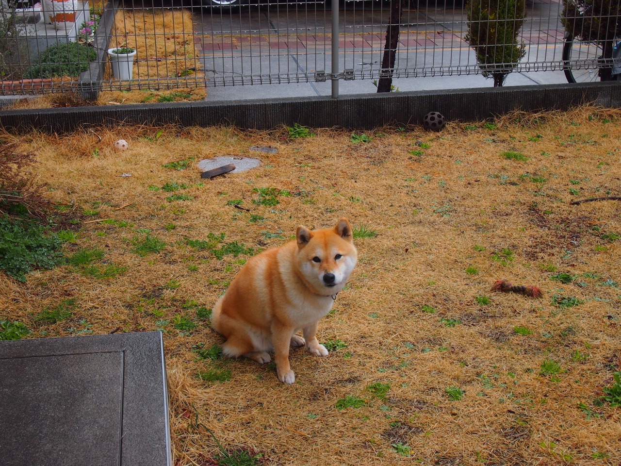 Leyu Sports (乐鱼体育)-新西兰青训体系走向全球化，培养橄榄球新一代，新西兰橄榄球厉害吗