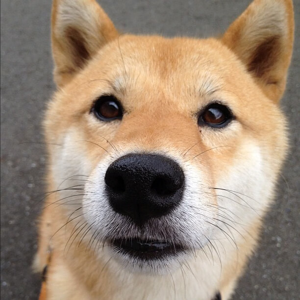 西甲绝妙配合:团队合作的极致展现,西甲球队对标